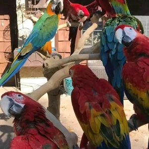 Termékeny papagájtojások és papagájfiókák kaphatók. - kép 3