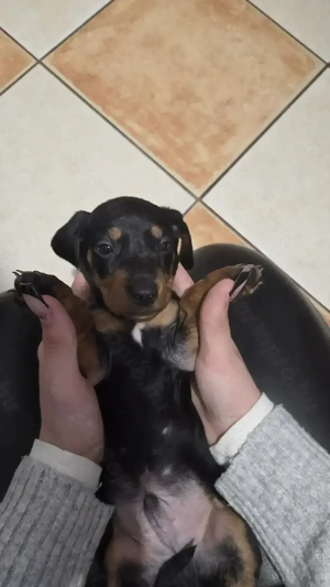 Fajta Tiszta Törpe Tacskó - kép 3