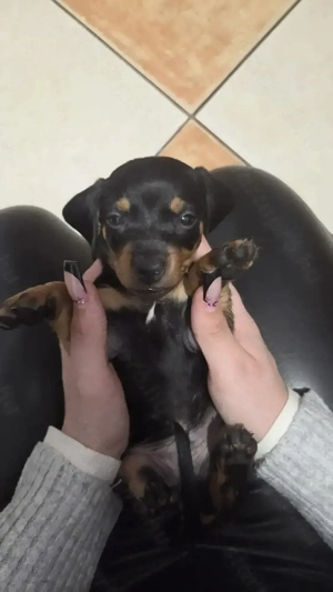 Fajta Tiszta Törpe Tacskó - kép 2