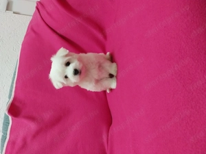 Máltai selyem fiúcska - kép 3