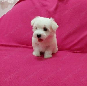 Máltai selyem fiúcska - kép 2