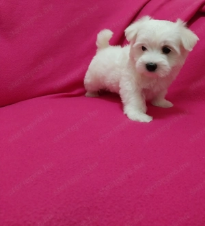 Máltai selyem fiúcska - kép 4