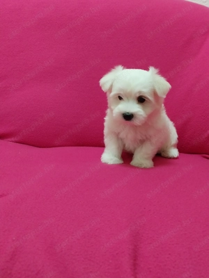 Máltai selyem fiúcska - kép 5