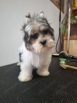 Eladó Biwer Yorki fiú