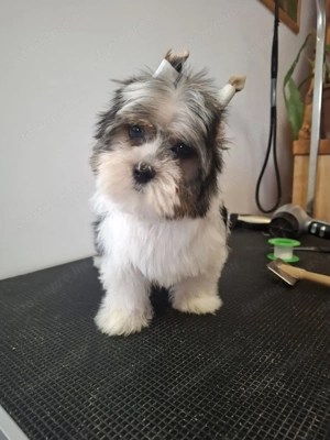 Eladó Biwer Yorki fiú - kép 2