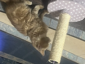 Maine Coon lány - kép 2