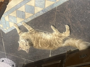 Maine Coon lány - kép 4