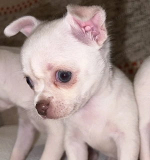 Gyönyörű mini csivava kölykök eladóak - kép 2