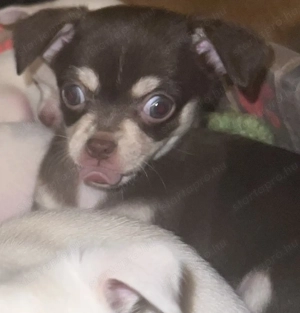 Gyönyörű mini csivava kölykök eladóak - kép 4