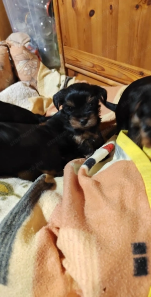 Yorki terrier  - kép 5