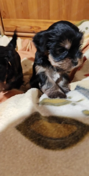 Yorki terrier  - kép 8