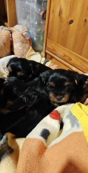 Yorki terrier  - kép 4