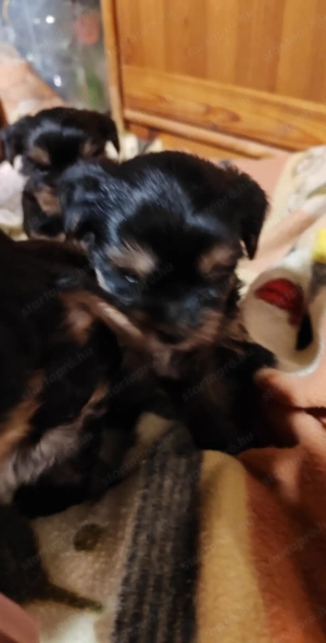 Yorki terrier  - kép 6