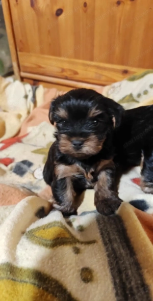 Yorki terrier  - kép 9