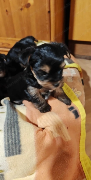 Yorki terrier  - kép 3