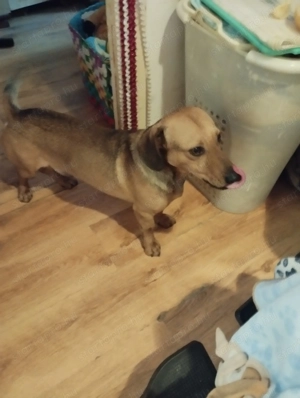 Ingyen elvihető kutya  - kép 3