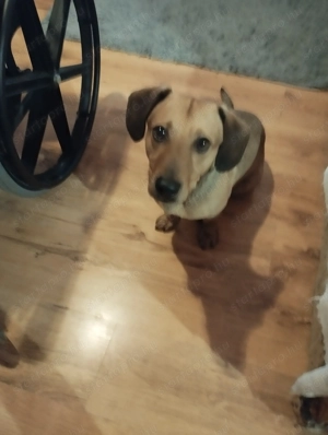 Ingyen elvihető kutya 