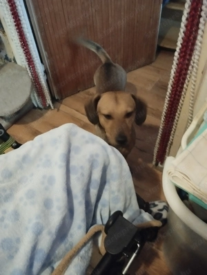 Ingyen elvihető kutya  - kép 4