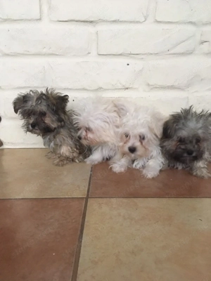 Bichon havanese kiskutyák - kép 3