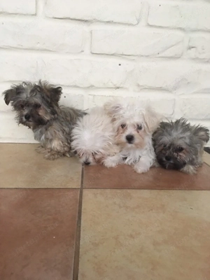 Bichon havanese kiskutyák - kép 4