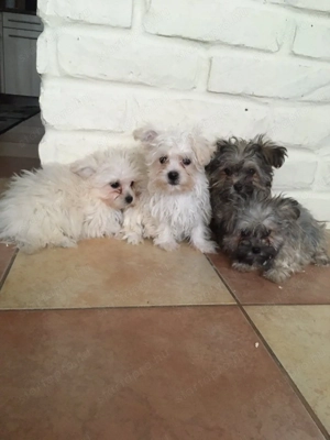 Bichon havanese kiskutyák - kép 2