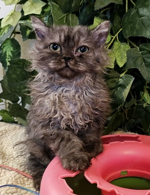 Selkirk Rex göndör szőrű cica eledó. - kép 9