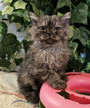 Selkirk Rex göndör szőrű cica eledó. - kép 10