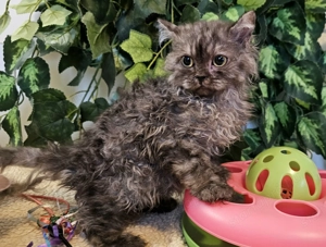 Selkirk Rex göndör szőrű cica eledó. - kép 8