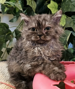 Selkirk Rex göndör szőrű cica eledó. - kép 6