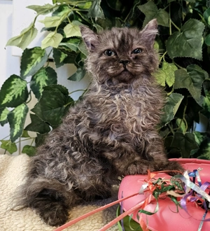 Selkirk Rex göndör szőrű cica eledó.