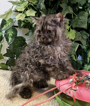 Selkirk Rex göndör szőrű cica eledó. - kép 5