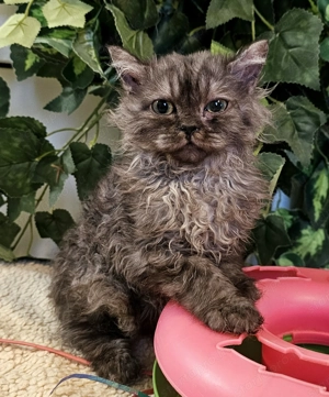 Selkirk Rex göndör szőrű cica eledó. - kép 7