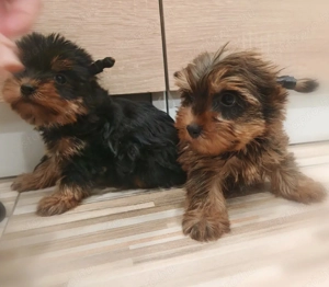 Ritka ocean Pearl yorki kiskutyák - kép 5