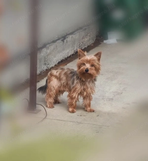 Ritka ocean Pearl yorki kiskutyák - kép 2