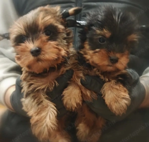 Ritka ocean Pearl yorki kiskutyák - kép 3