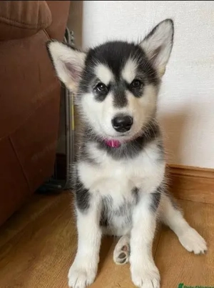 K.C. regisztrált minőségi alaszkai malamut kölykök