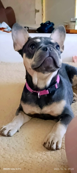 5 hónapos buci kislány.Gyerekek mellé kimondottan ajánlom!