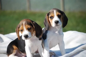 Törzskönyvi Beagle kölykök