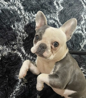 Eladó francia buldog - kép 2