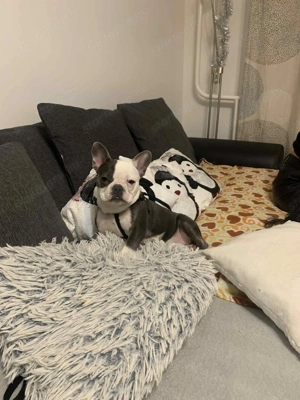 Eladó francia buldog - kép 3