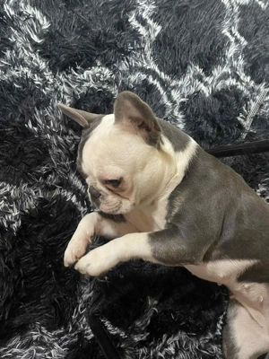 Eladó francia buldog - kép 4