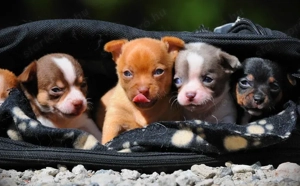 Kivételes chihuahua kölykök