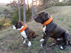 Eladó törzskönyves amstaff kiskutyák - kép 2