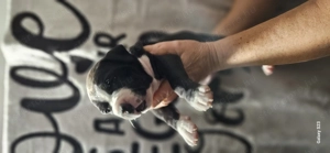 Eladó törzskönyves amstaff kiskutyák - kép 5