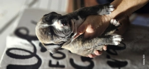 Eladó törzskönyves amstaff kiskutyák - kép 8