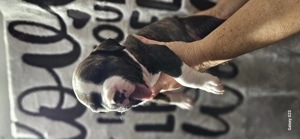 Eladó törzskönyves amstaff kiskutyák - kép 10