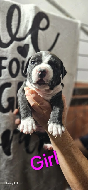 Eladó törzskönyves amstaff kiskutyák - kép 6