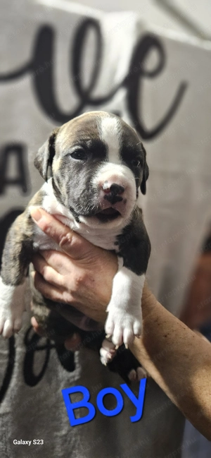 Eladó törzskönyves amstaff kiskutyák - kép 9