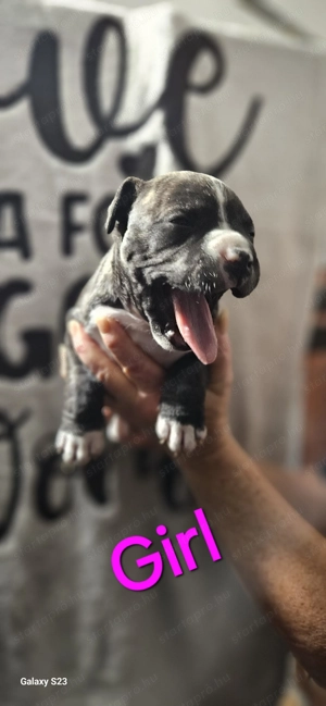 Eladó törzskönyves amstaff kiskutyák - kép 3