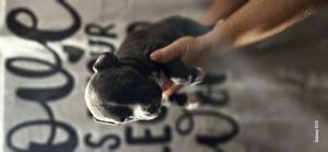 Eladó törzskönyves amstaff kiskutyák - kép 4